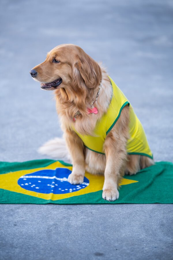 Regata Brasil - Imagem 4
