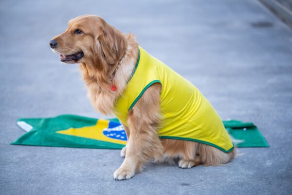 Regata Brasil - Imagem 5