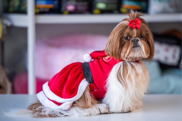 Vestido Natal com Gorro