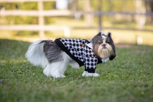 Suéter Tricot com Camisa