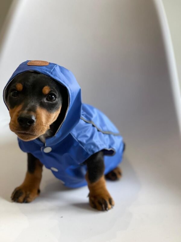 Capa de Chuva