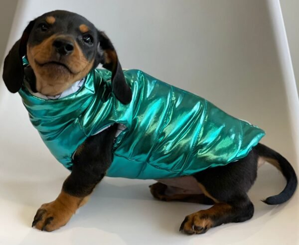 Jaqueta Puffer Metalizada