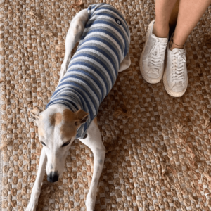 Regata Galgo